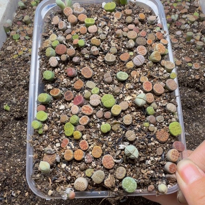 多肉植物的生长发育164