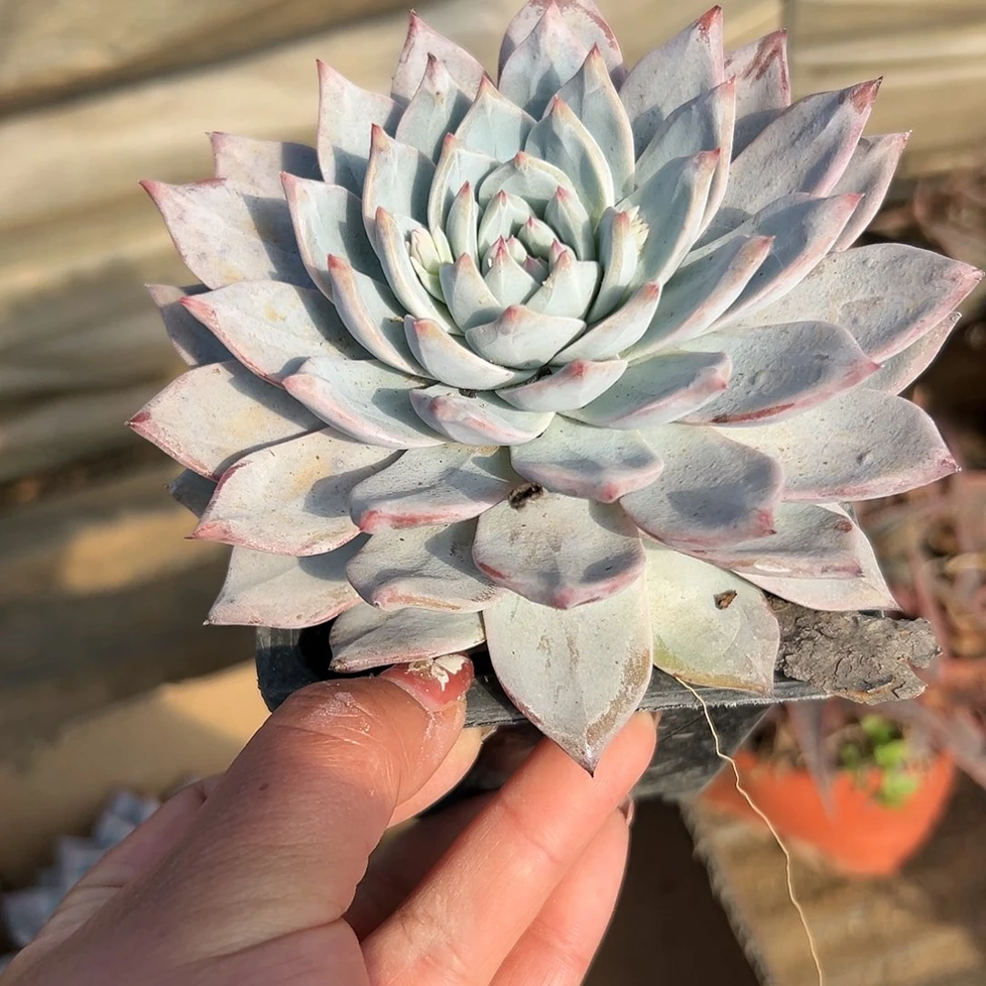 多肉植物粉蓝鸟单头