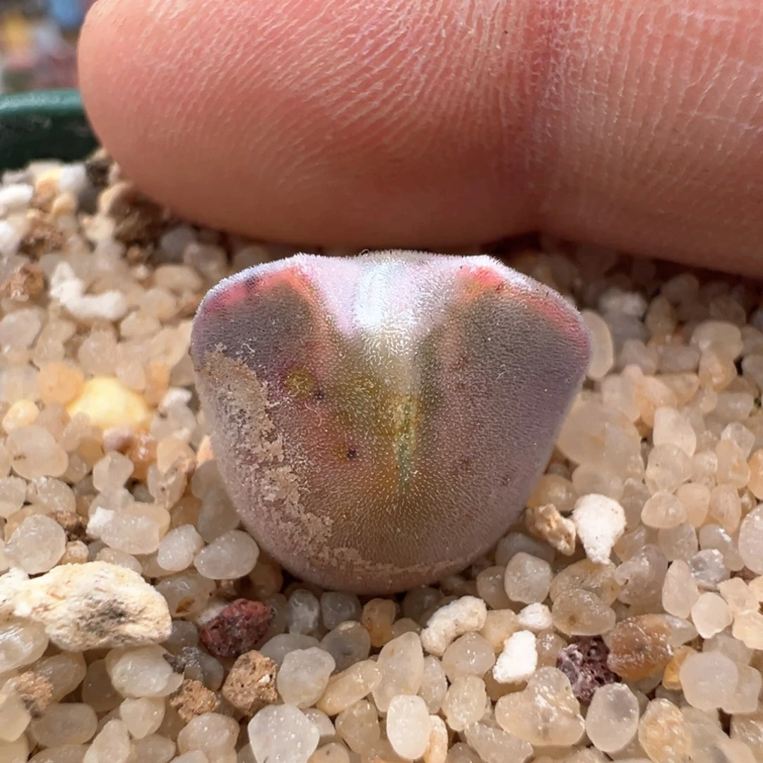 523。青蛙种源两年半大眼空蝉。