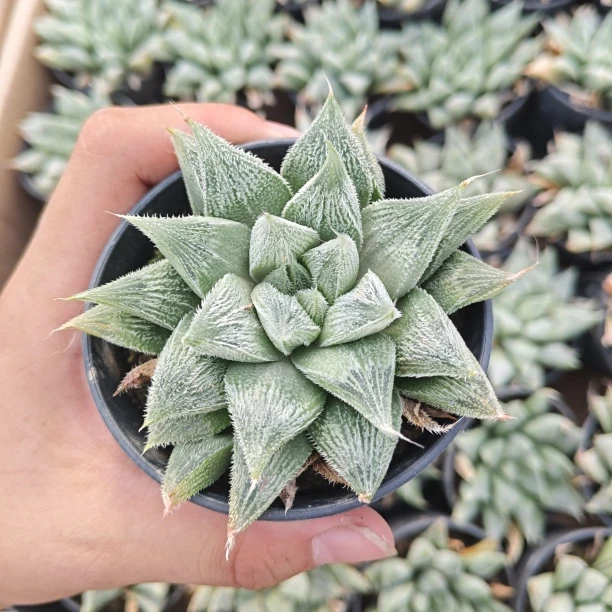 银魂寿万象盆随机3盆一组发货