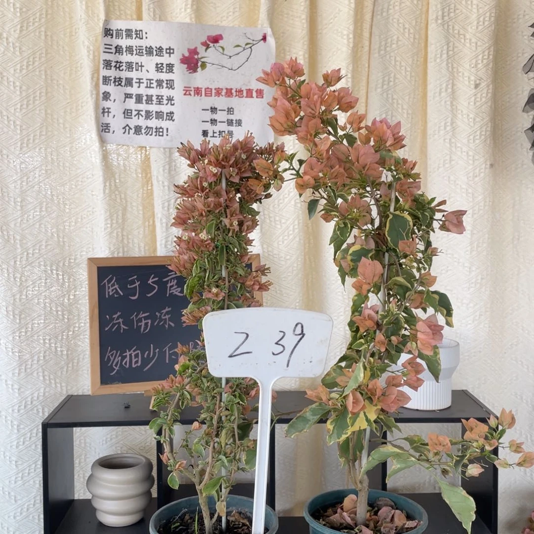 乔***君全部花朵少女心+马斯Z39