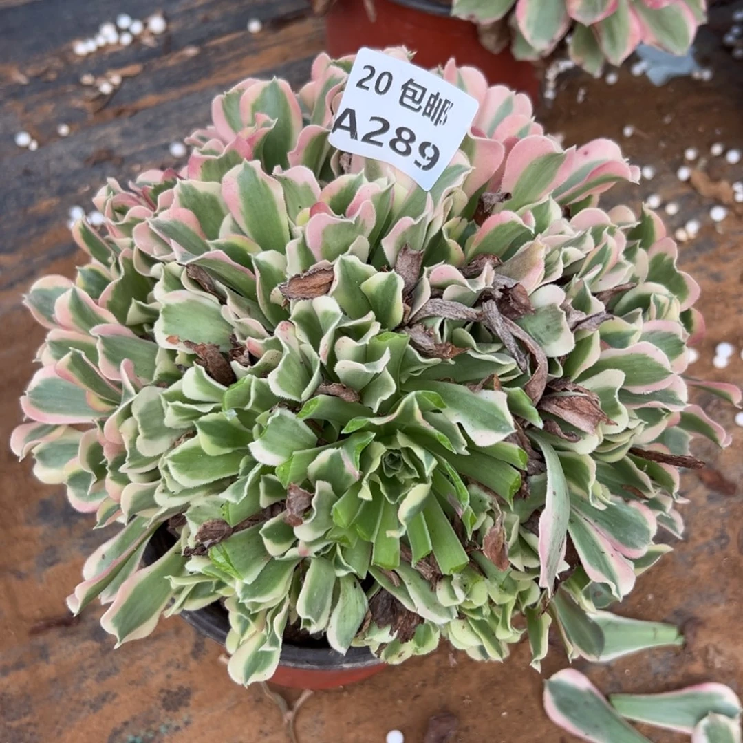 289白凤，满20包邮