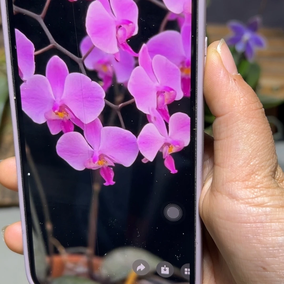 无花朵红唇蜜雪儿