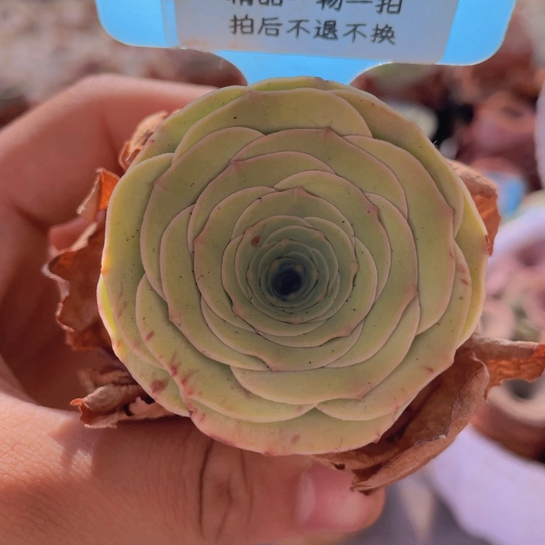 山地玫瑰557裸根发货不售后