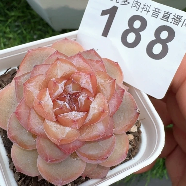 孤品糖心多肉植物