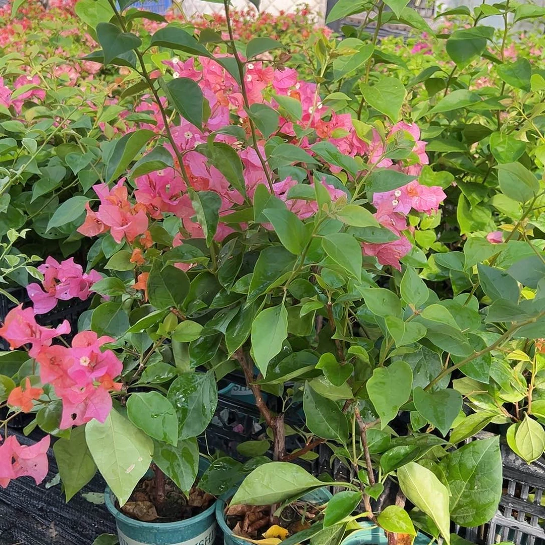 当前无花栽培后可以开花波妹掌中宝一颗