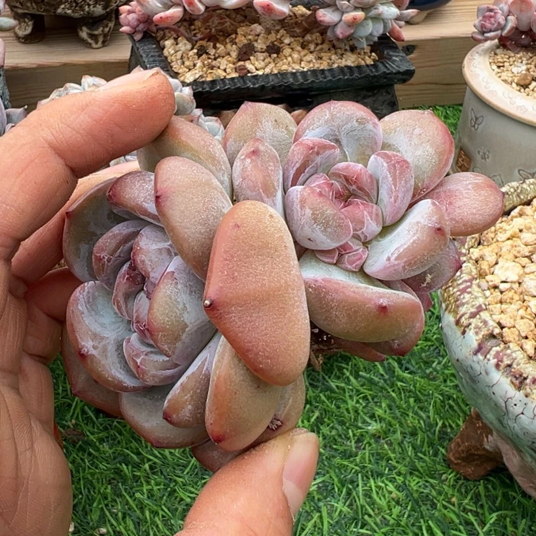 啊石榴籽星影小树福利