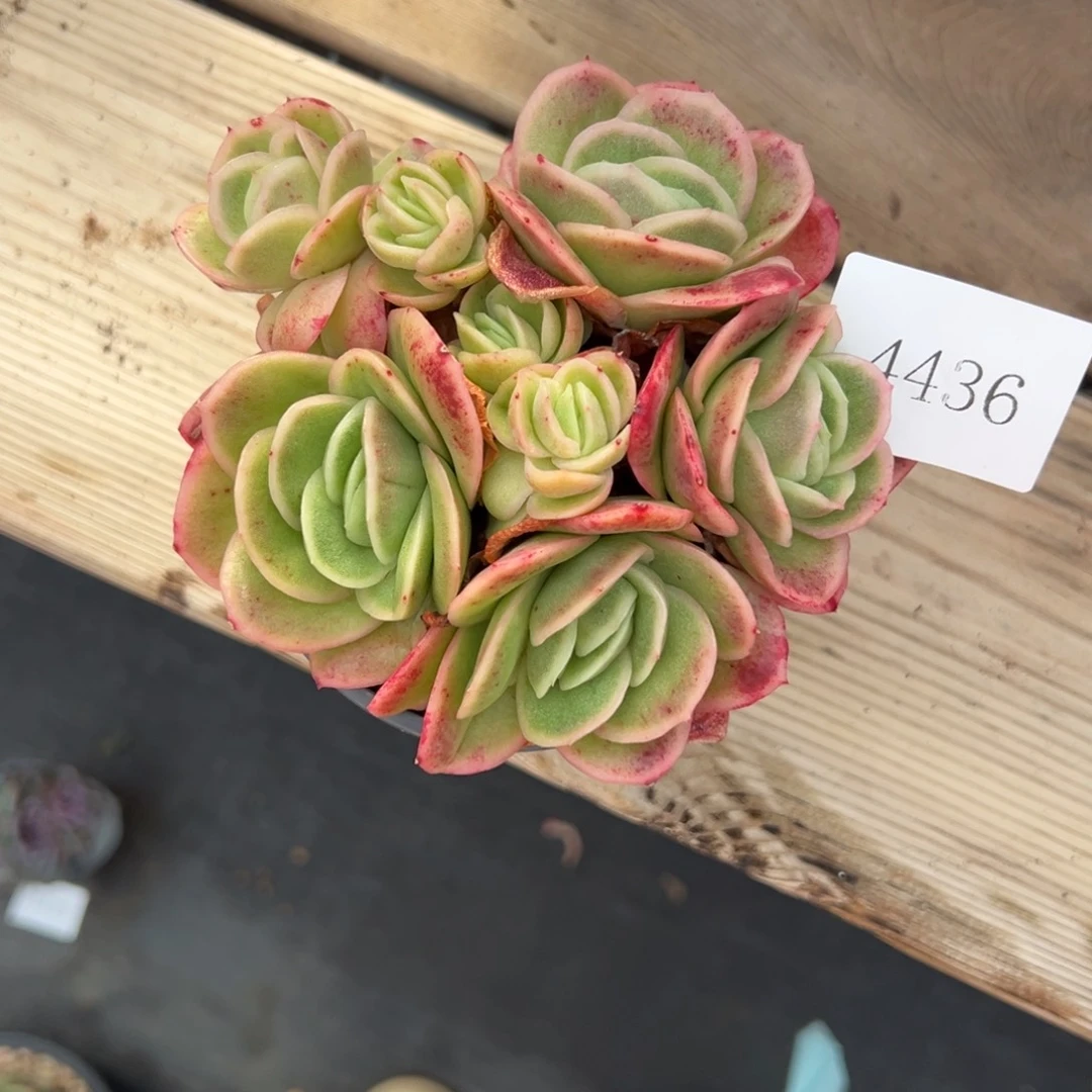 4436不包整肉肉肉肉肉肉