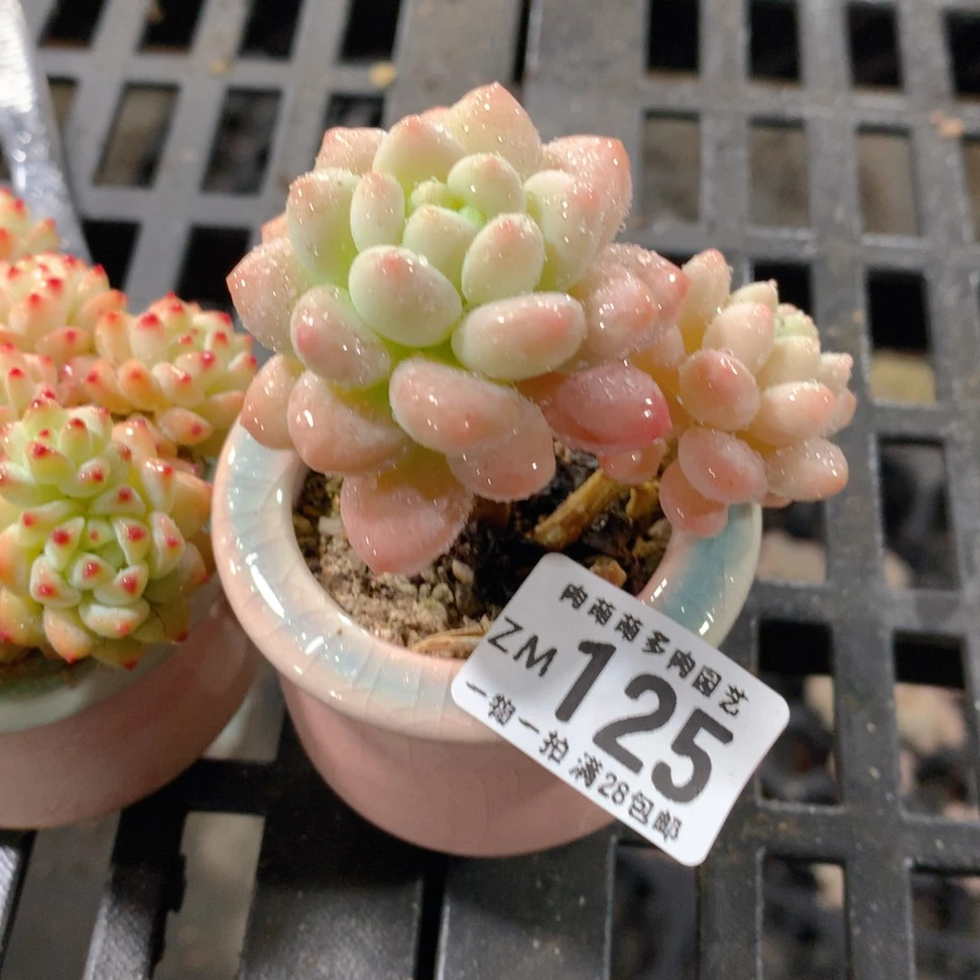 肉萌萌拇指盆精控多肉ZM125