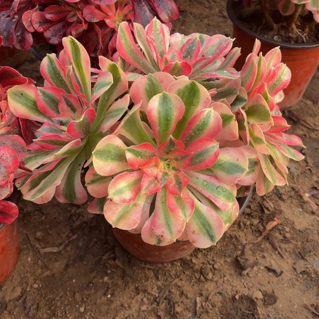 长叶片粉女巫一棵脱土发货