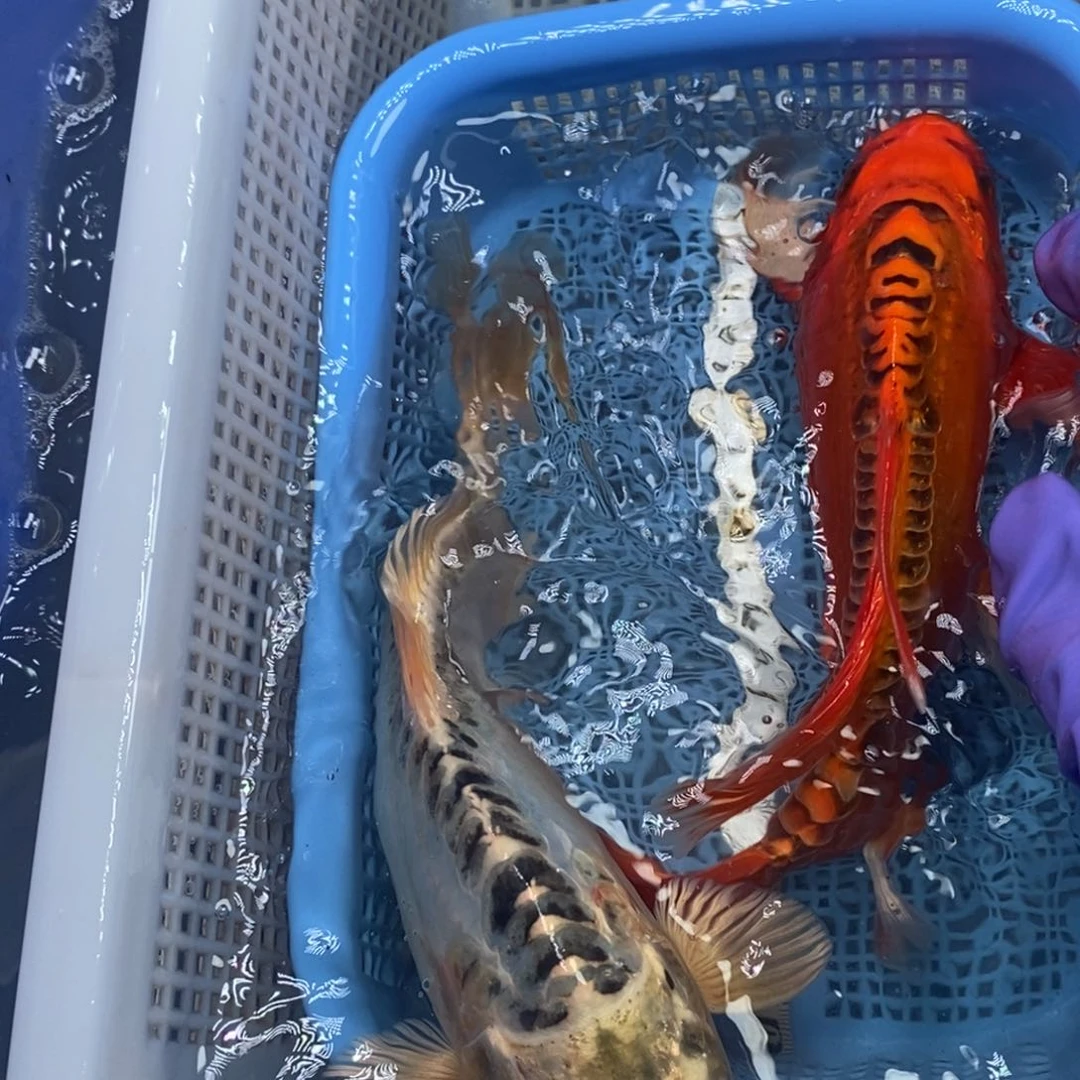 锦鲤冷水锦鲤包邮