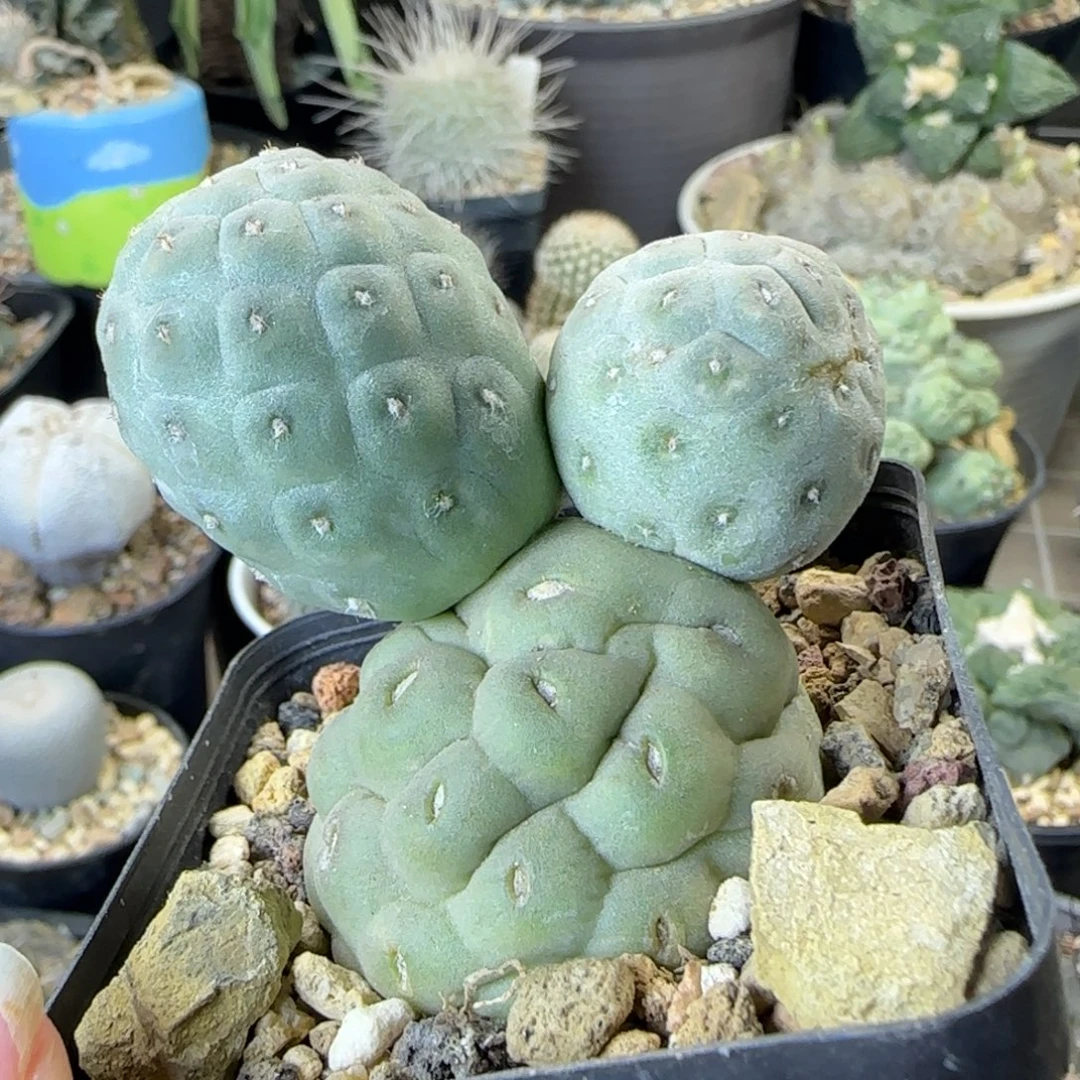 045自根米奇习志野多肉