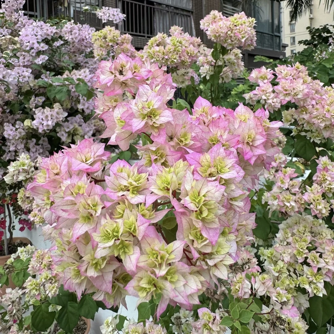 重瓣怡景三角梅盆栽庭院阳台爆花强花卉新手易养护