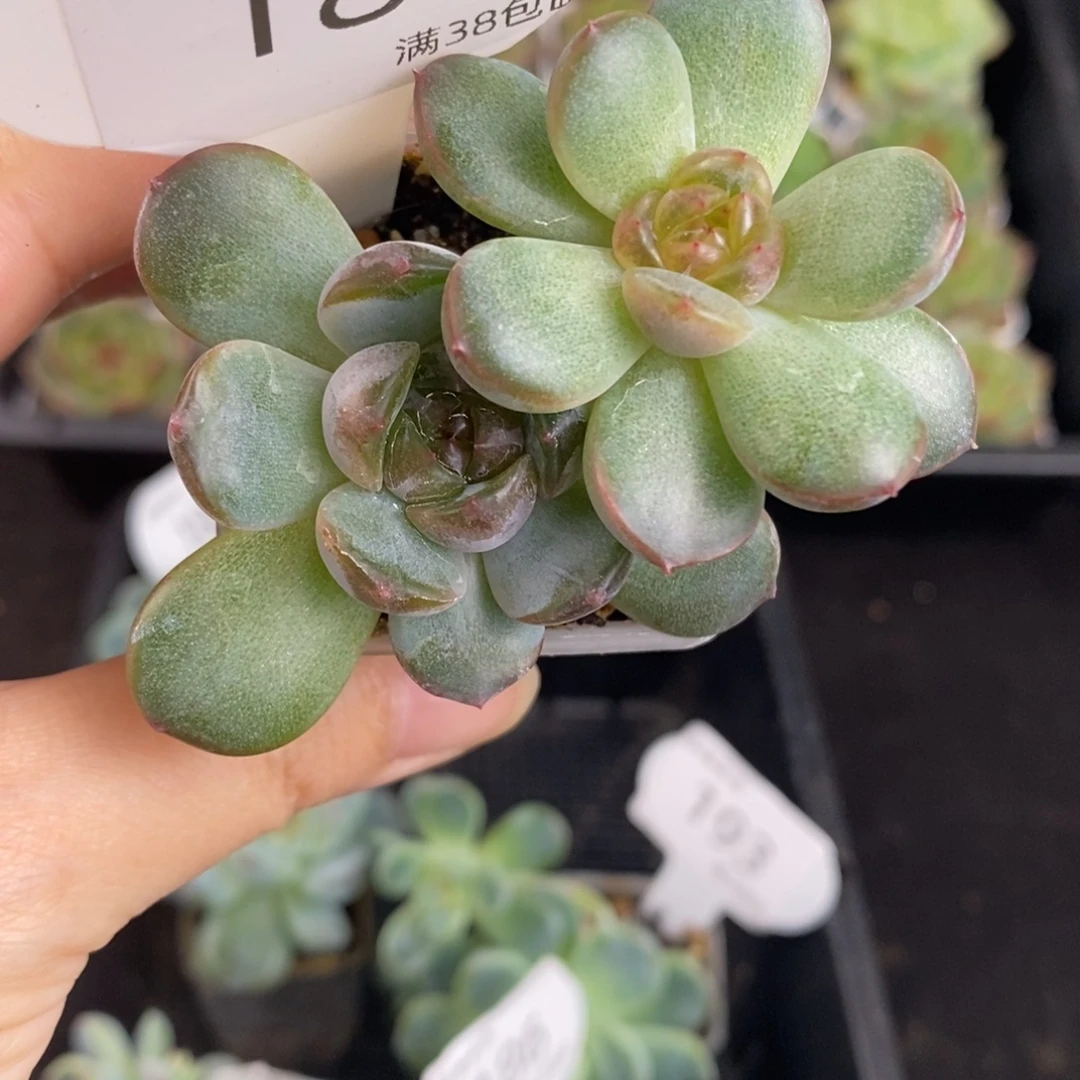 红恋双头福利一颗187号