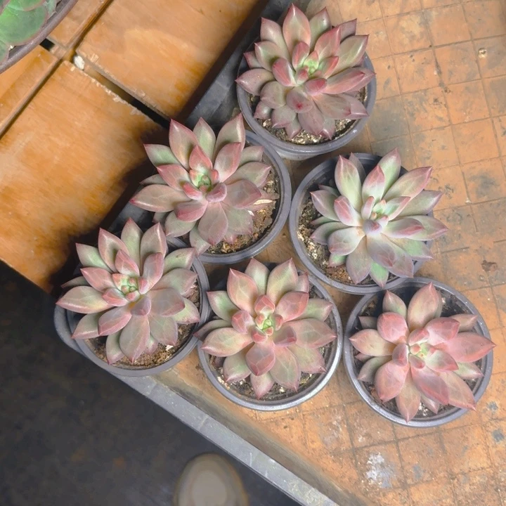 虞美人送111111111111