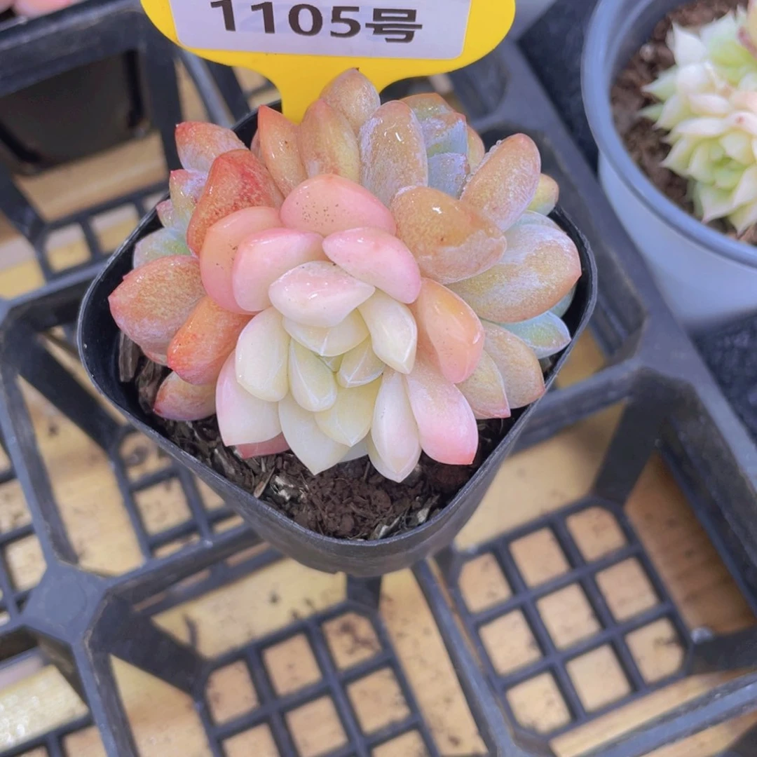 1105号 大白兔精品多头群