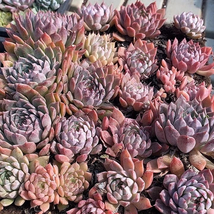 94 多肉植物盆栽花卉