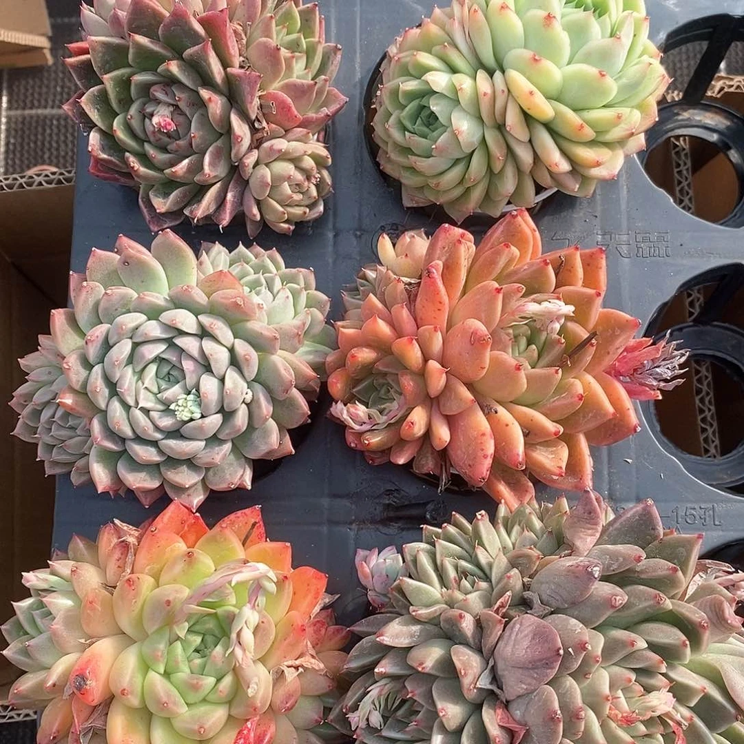 6424群生超大系列超大