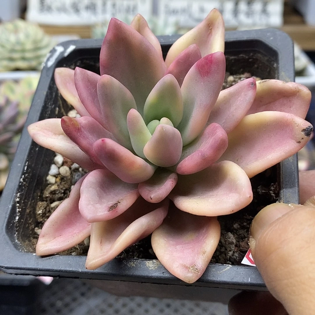 22188 桃花源覆轮锦