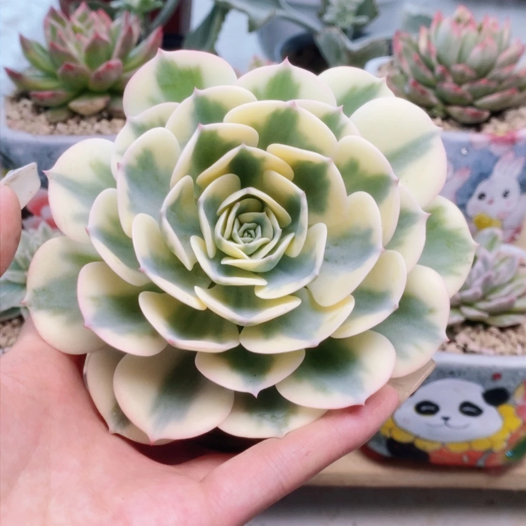 011玉蝶锦锦锦锦锦锦锦锦