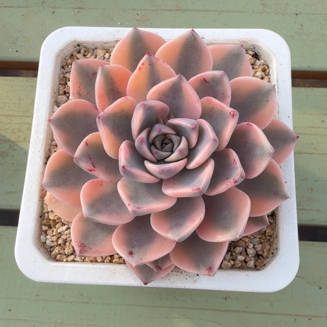 红粉佳人锦锦上园艺一物一拍