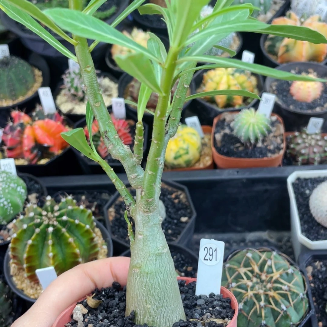 盆5公分满25包邮裸根发货