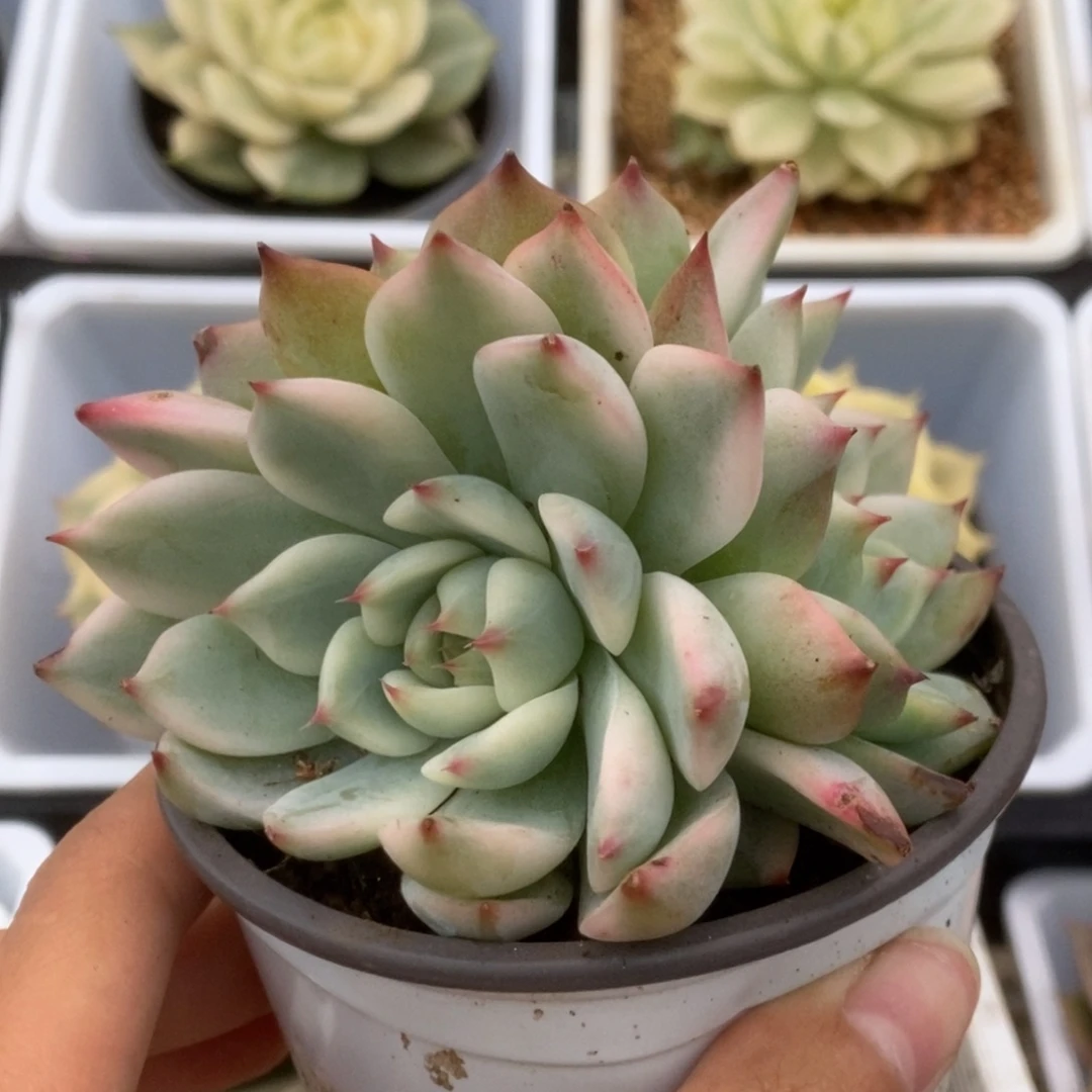 333锦锦锦锦锦锦锦锦锦