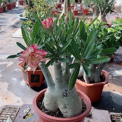 【闪购商品】无花朵郭*楷