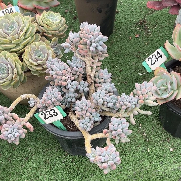 阿*手指多肉植物233