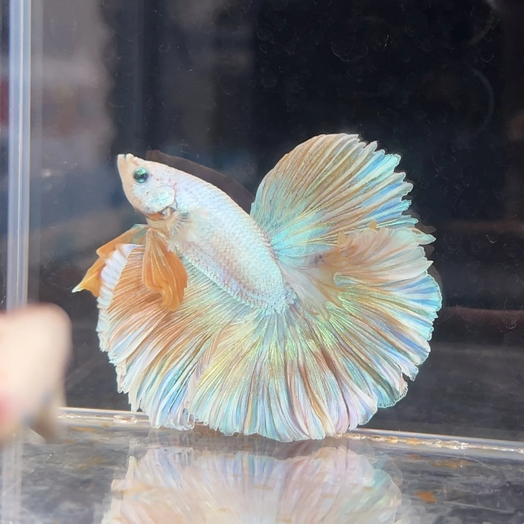 斗鱼1号绝美上新：幻彩黄色花瓣
