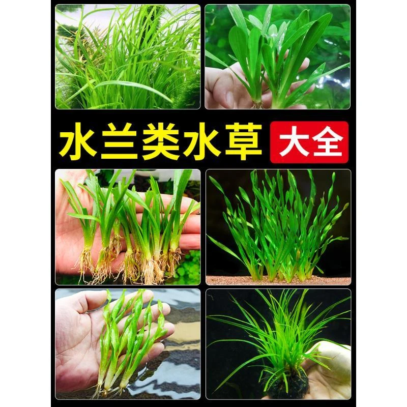 水兰水草大小水兰扭兰龙舌兰细叶水韭菜阴性前后景新手鱼缸造景