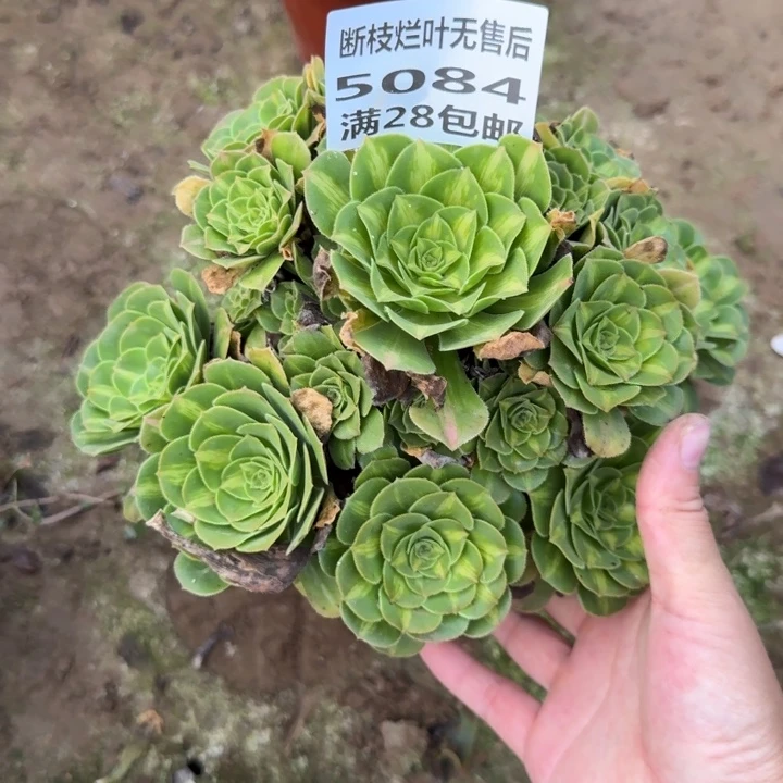 5084二号棚五彩琉璃E