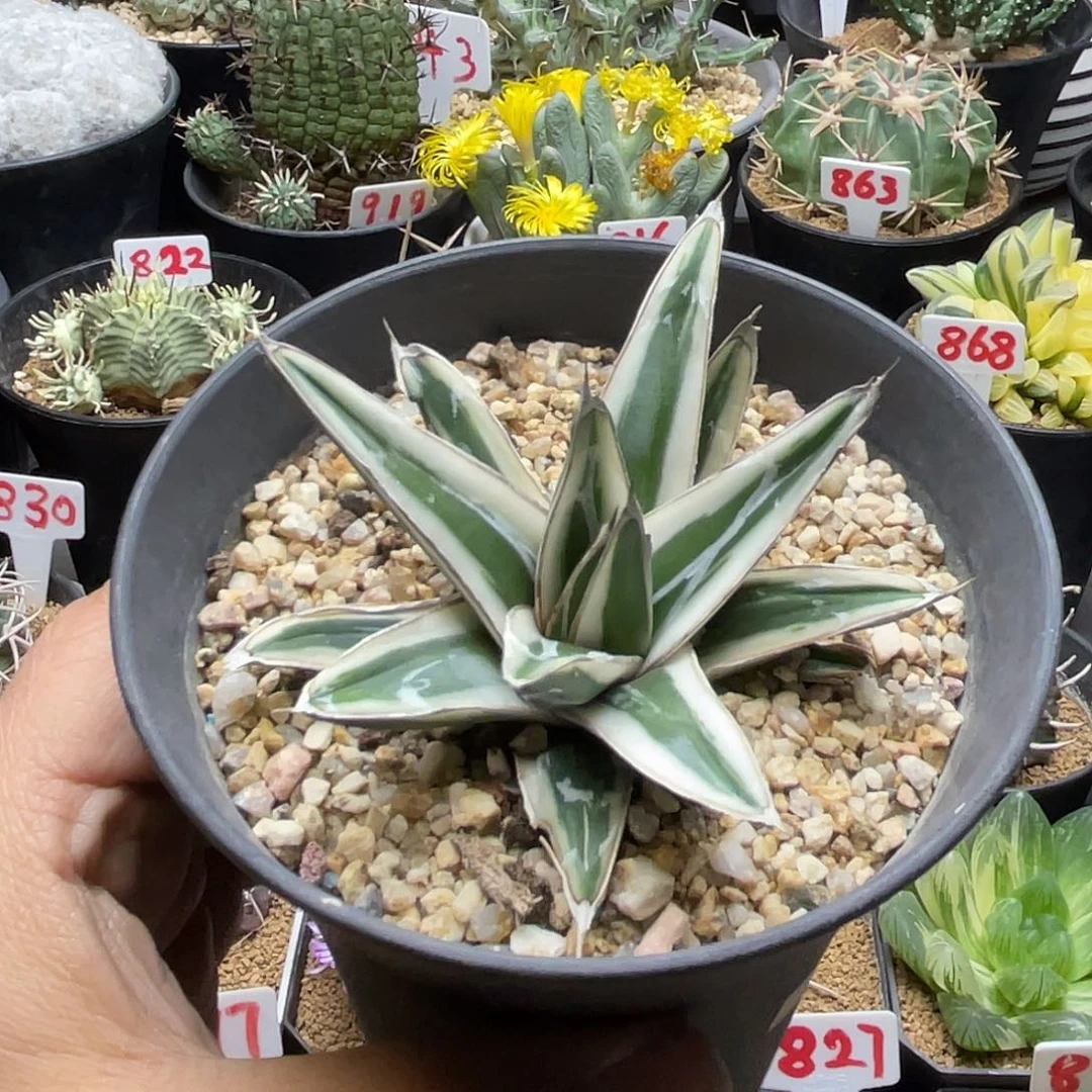 实生丸叶冰山 脱土包邮