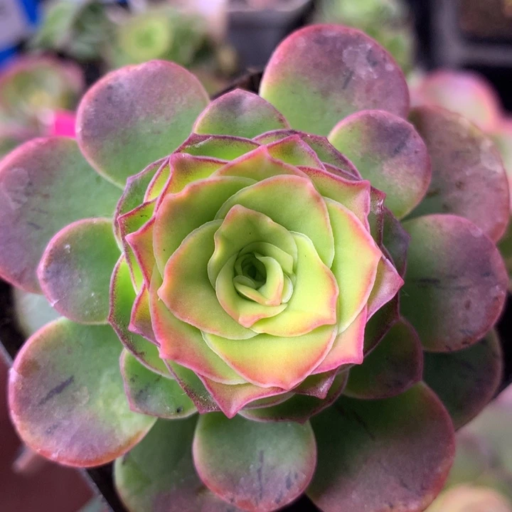 一物一拍天使之翼196