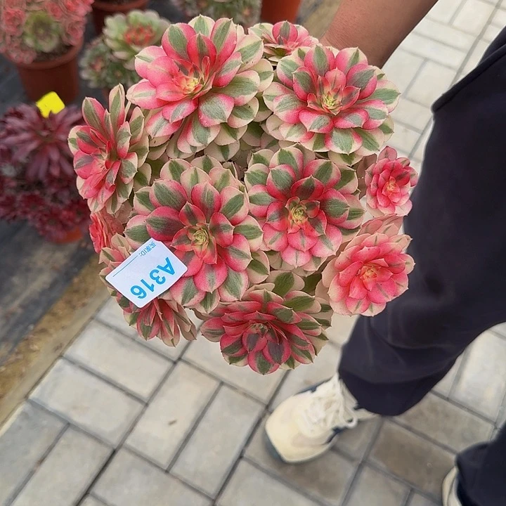 明*妈316倾城333冠服23左右丛林