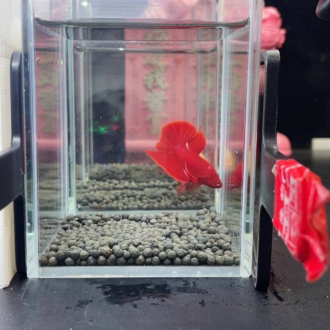 斗鱼12号超红98晚