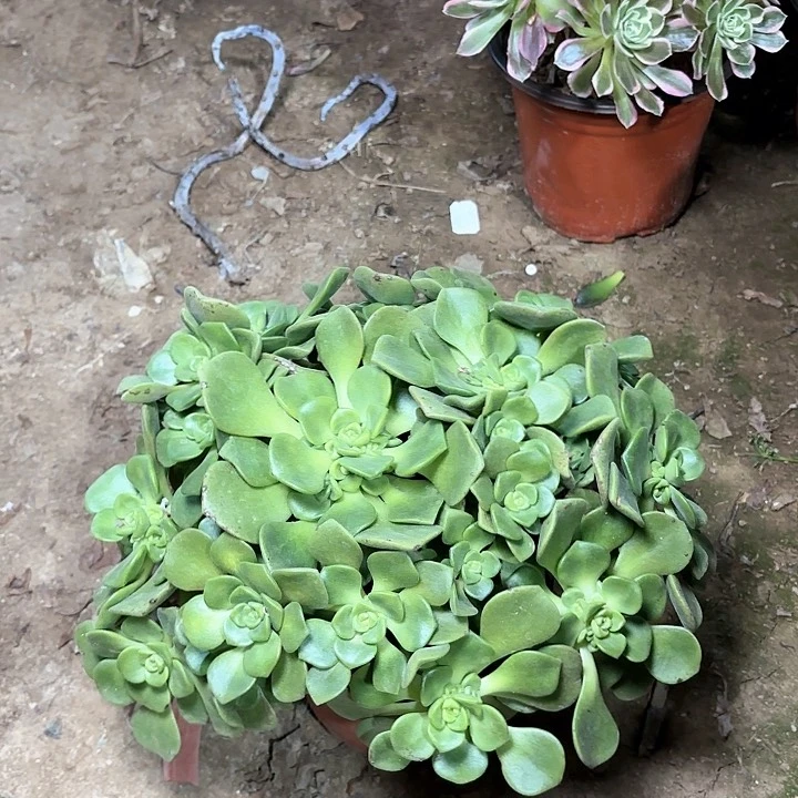 多肉植物百合丽丽26