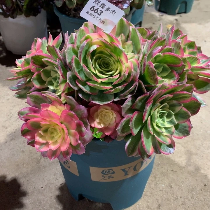 663海王多肉植物