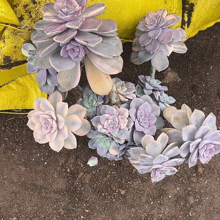 紫乐锦大群，一物一拍