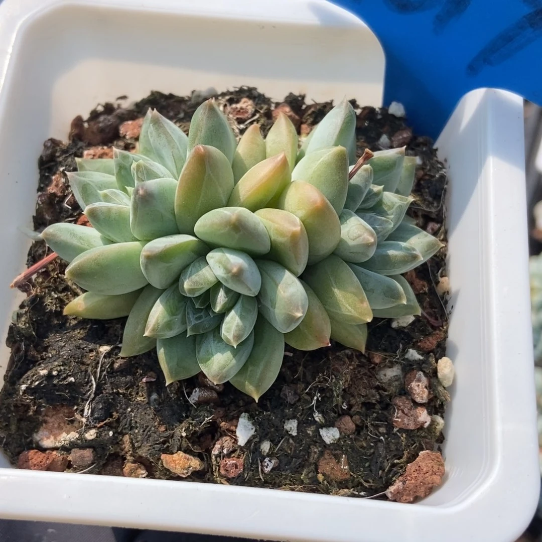 9017青花瓷多肉植物保护