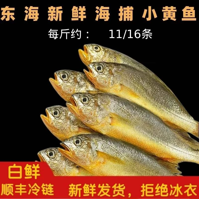 《东海码头》东海新鲜海捕小黄鱼 3斤  顺丰 新鲜 规格1斤11-16条
