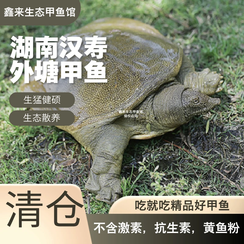 【湖南外塘甲鱼】生态散养外塘青黄背甲鱼福利价1只鲜活到家包邮