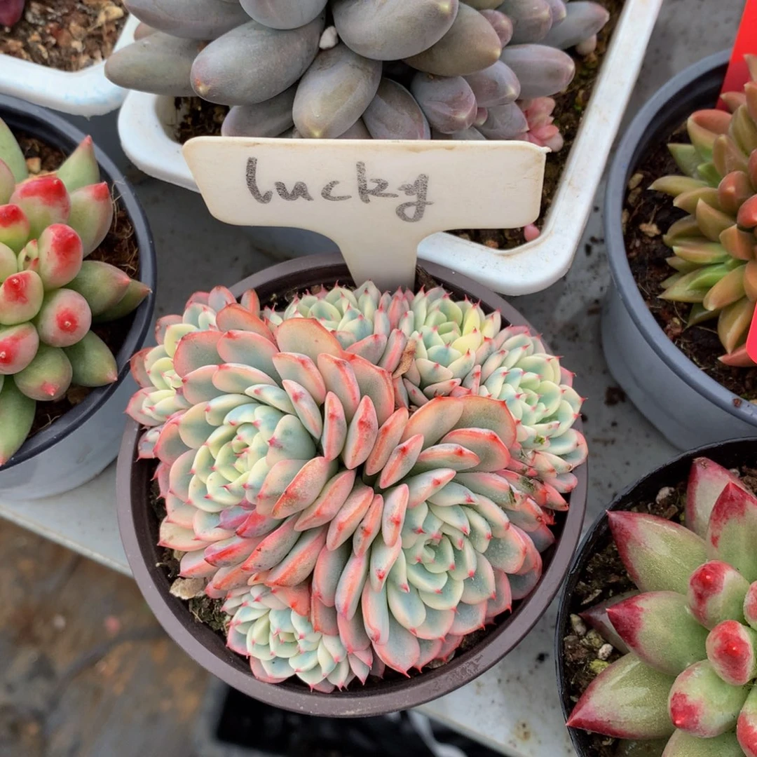 籍脸锦6262626262626263