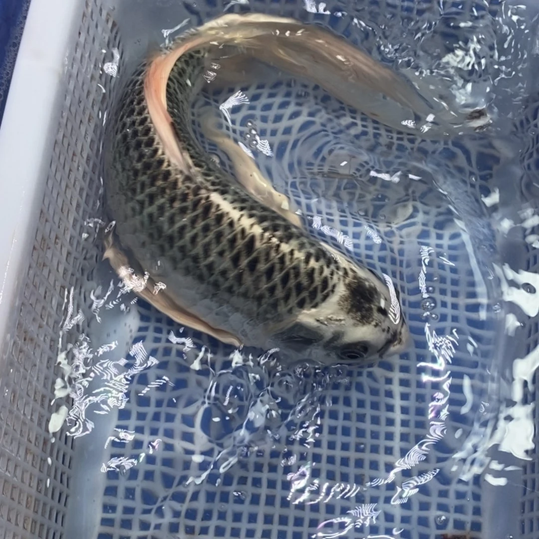 锦鲤冷水锦鲤包邮