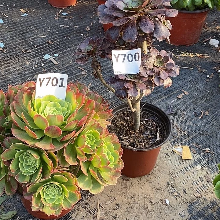 奶白圆叶701700。