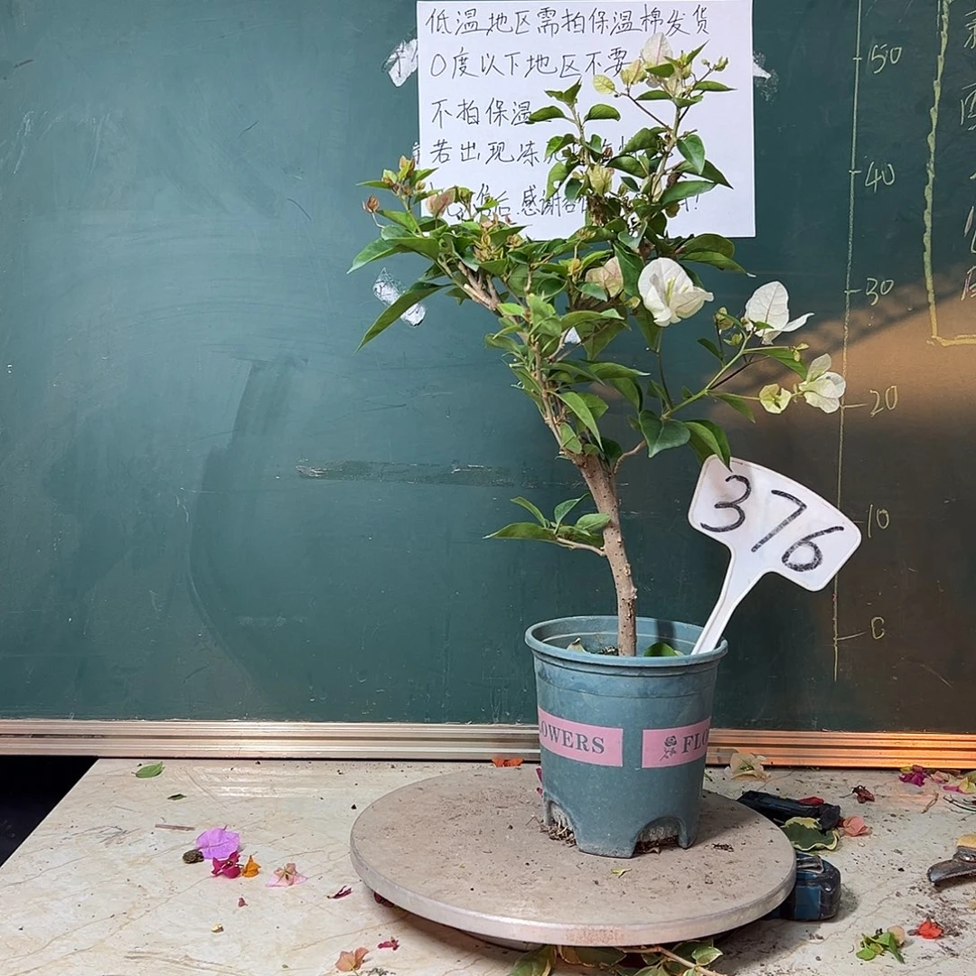 完全开放漳红樱 376