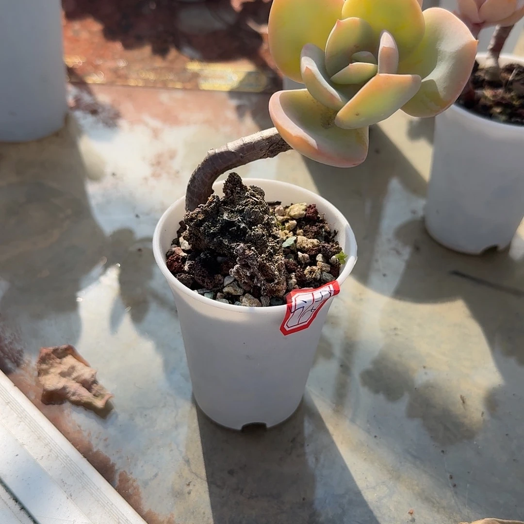 K****白凤多肉植物一颗