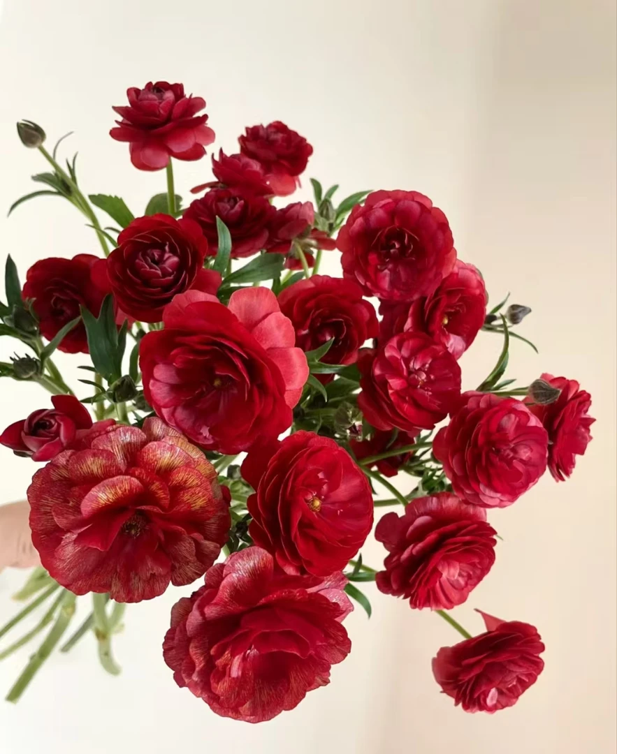 红色蝴蝶洋牡丹一把    云南基地鲜花直发    家养水养