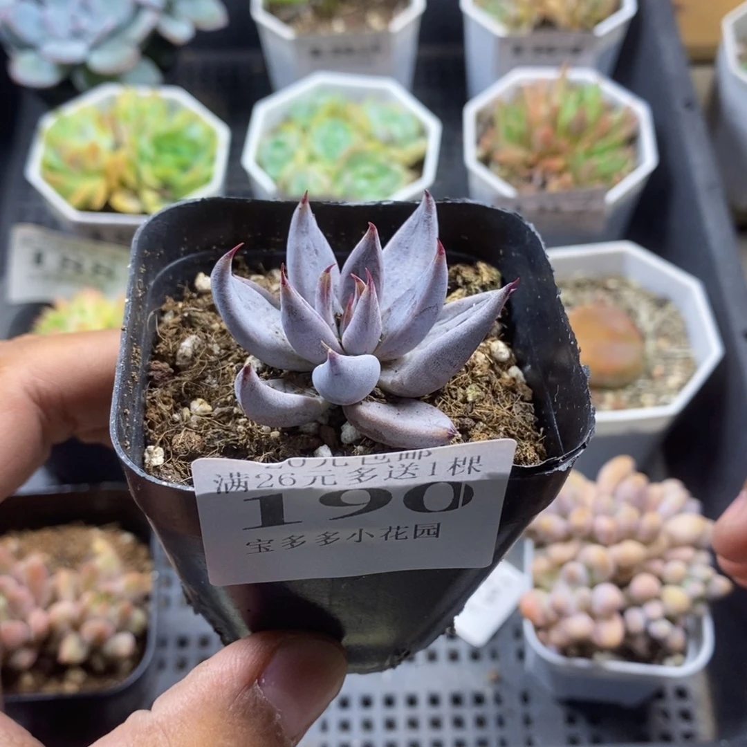 魔爪一物一拍满20包邮满26送一颗多肉