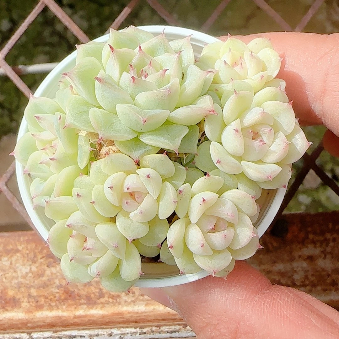 1125-117（xx-52）优选